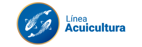 Linea