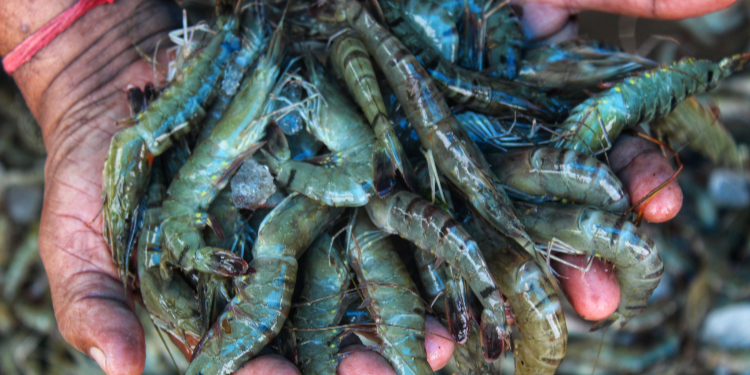 World Aquaculture Society  Super-intensive shrimp culture: Analysis and  future challenges - World Aquaculture Society